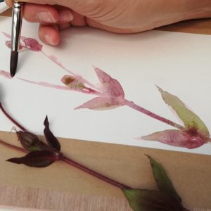 Workshop Botanisch Tekenen